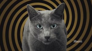 Сола Монова - Шизанутый кот