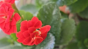 1742.mp4Цветущая Колонхоя.