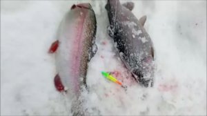 Запуск и первые поимки форели. Спорт-зона. Клёвое место Лосиный остров.