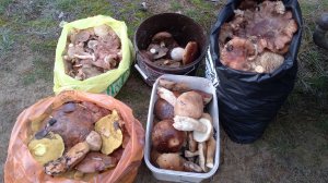 Грибы на каждом шагу!! Бежали из лесу ,закрыв глаза!!!