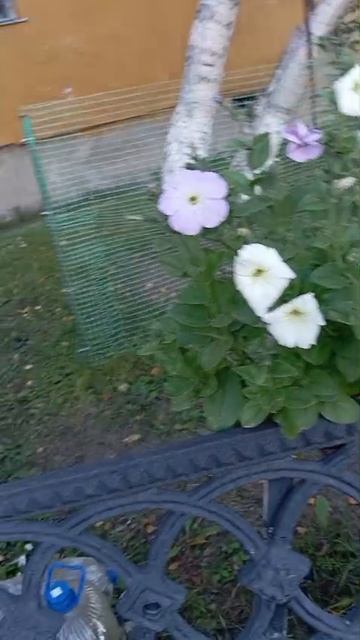 любимые ароматные петуньи 2025, Заполярье