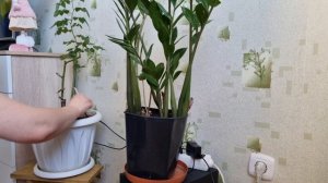 VLOG: Много Летти 🐶 Приборка в квартире🧹 Леплю чебуреки😋