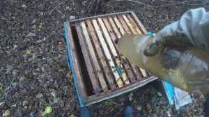 ВАРРОАТОЗ ПЧЕЛ как и чем его лечить