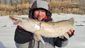 Ловля на ПОДЛЁДНЫЙ ДЖИГ. Облов нового коряжника.