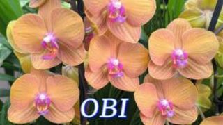 №1172/ СВЕЖАЯ поставка ОРХИДЕЙ в OBI. (ДОМ ЛЕНТА)
