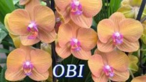 №1172/ СВЕЖАЯ поставка ОРХИДЕЙ в OBI. (ДОМ ЛЕНТА)