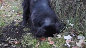 Черныш охотник