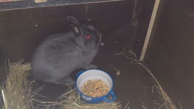 Венский голубой кролик