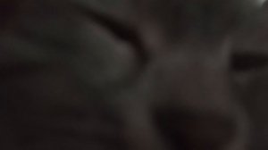 Утро начинается с нежностей