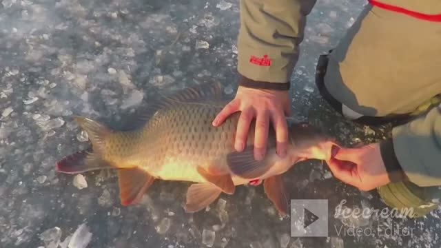 зимний карп рвёт леску.рыбалочка смотреть онлайн