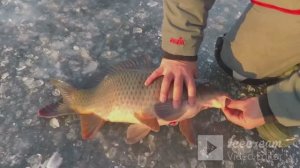 зимний карп рвёт леску.рыбалочка