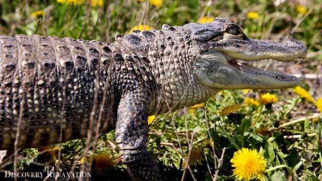 Животные мира 4K🐆Замечательный фильм о дикой природе с успокаивающей музыкой