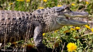 Животные мира 4K🐆Замечательный фильм о дикой природе с успокаивающей музыкой