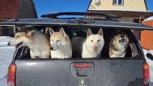 Перед масленицей