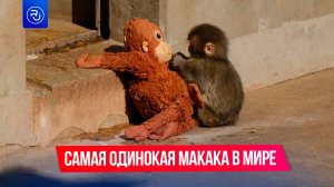 Самая грустная обезьяна в мире