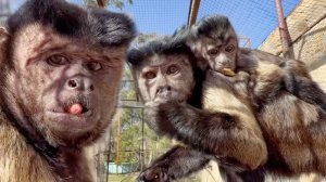 ОБЕЗЬЯНКИ: РУМБА ЗЛЮЩИЙ  и ПУГАЕТ ВСЕХ! Солоха сделала соску малышу, пока все ругаются!