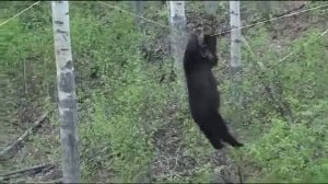 Угарный прикол с медведем