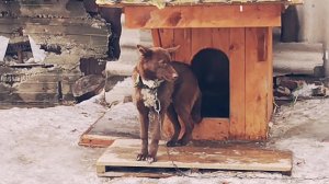 Мишка. Накануне, шел дождь! А сегодня, -25'! Погодка у нас! 🌧️❄️ 21-02-2026