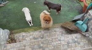 Встречают хвостатики и ждут  проверить, что я принесла.