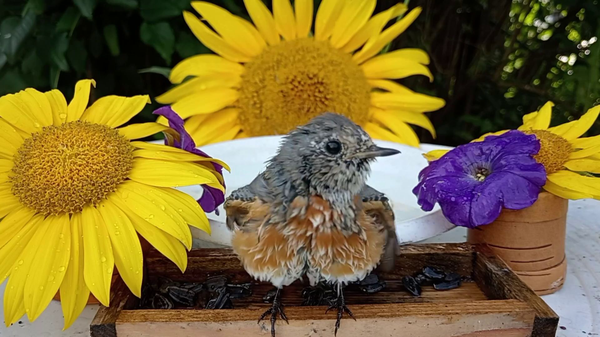 Красивая Горихвостка моет пёрышки