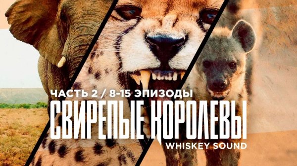 Свирепые королевы Часть 2 (8-15 серии) | Fierce Queens | Дубляж Whiskey Sound