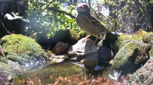 Поилка в саду притягивает птиц / Фотоловушка в саду