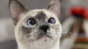 Рани Ева Сапфир Меколь