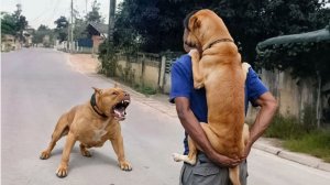 ЗАБАВНЫЕ МОМЕНТЫ С ЖИВОТНЫМИ, СНЯТЫЕ НА КАМЕРУ Видео приколы