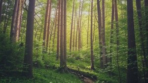 Звук природы. Пение Синицы большой в лесу