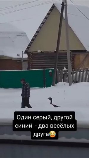 Видео от Департамент Вирусного Контента | ДВК