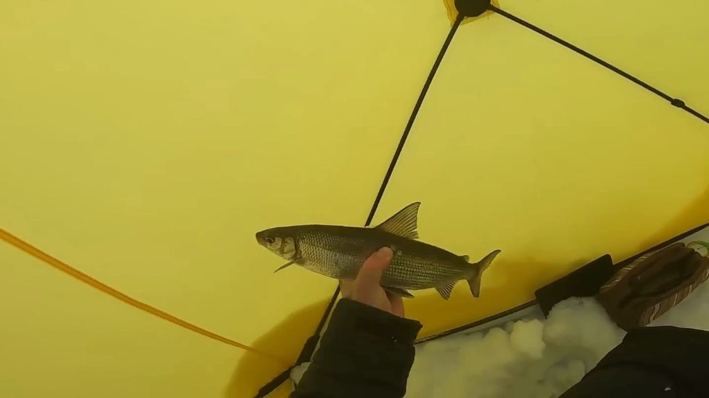 Выезд за вкусной рыбой. На рыбалку за сигом. смотреть онлайн