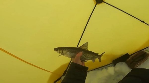 Выезд за вкусной рыбой. На рыбалку за сигом.