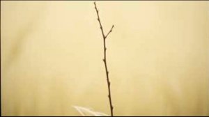 Прутик тонкий