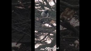 Вороны прирожденные актрисы. Бенефис вороны. Утренний туалет дамы