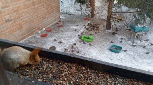 дяденька белка