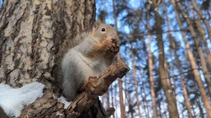 Белкин завтрак