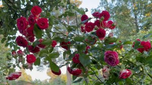 Август в Саду Вечер 3 августа 2025 часть 2