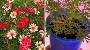 Тепло, съездили за семенами. Остановите меня