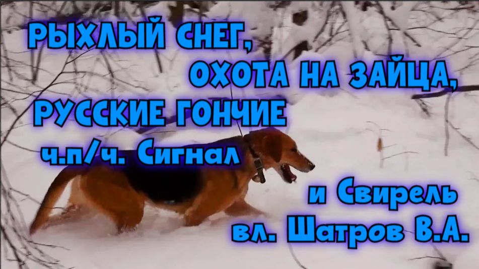 РЫХЛЫЙ СНЕГ, ОХОТА НА ЗАЙЦА, РУССКИЕ ГОНЧИЕ ч.п/ч. Сигнал и Свирель вл. Шатров В.А.#топ #hunting смотреть онлайн