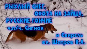 РЫХЛЫЙ СНЕГ, ОХОТА НА ЗАЙЦА, РУССКИЕ ГОНЧИЕ ч.п/ч. Сигнал и Свирель вл. Шатров В.А.#топ #hunting
