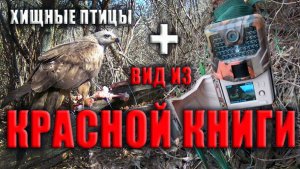 ВИД из КРАСНОЙ КНИГИ, солонец для ЗАЙЦЕВ. Проверка №2 / Фотоловушка в лесу