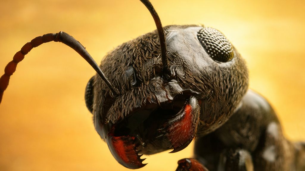 Ant Legion PNS BOT - «Уничтожение блоков»