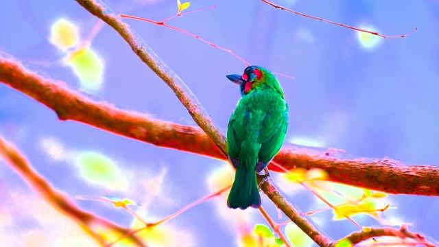 4K Животные и дикая природа HDR 4K Video Ultra HD