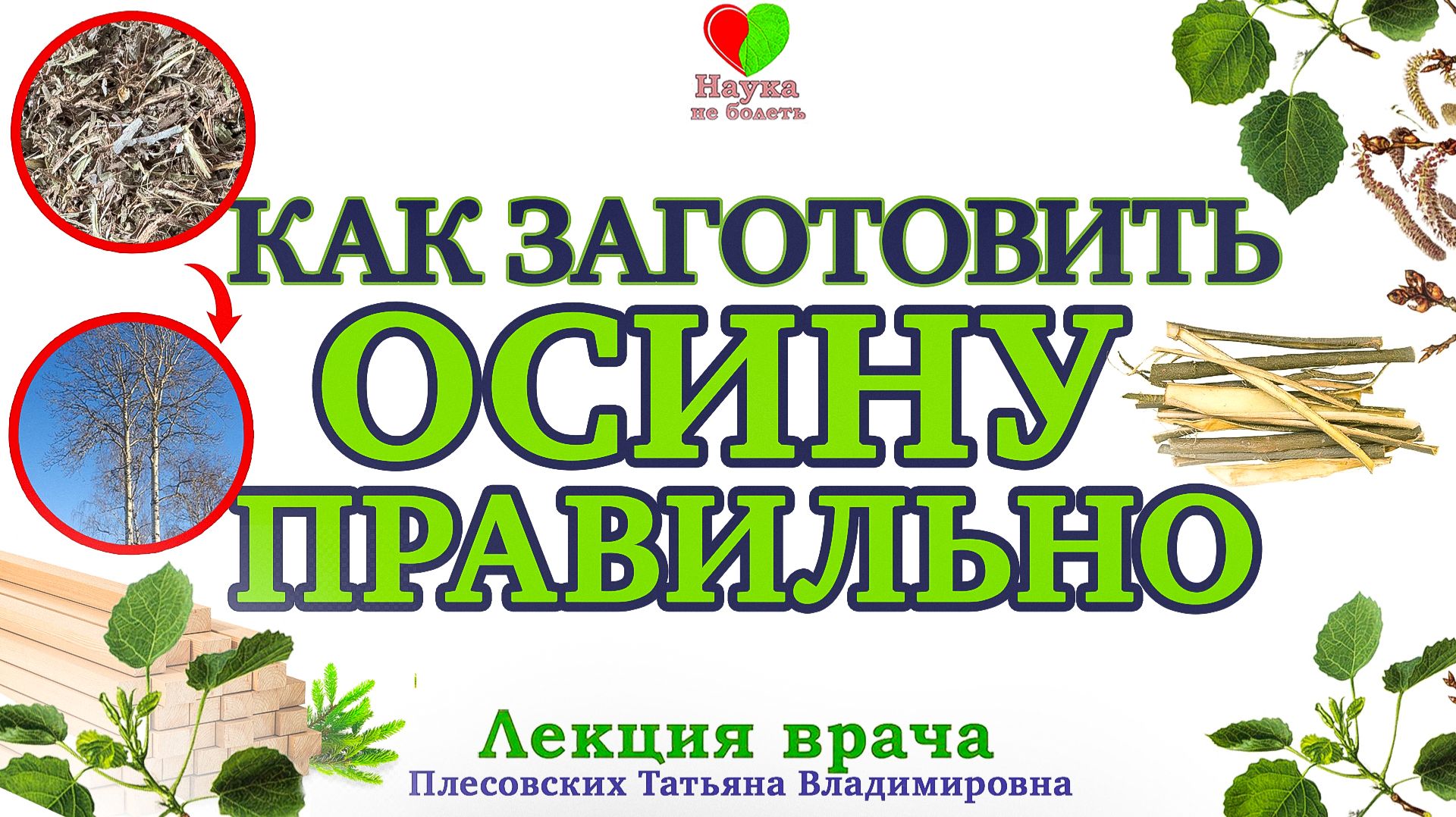 ЗИМНИЙ СБОР коры ОСИНЫ в живом ЛЕСУ -||- Осиновая кора -||- Плесовских Татьяна Владимировна смотреть онлайн