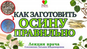 ЗИМНИЙ СБОР коры ОСИНЫ в живом ЛЕСУ -||- Осиновая кора -||- Плесовских Татьяна Владимировна