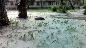 ТОПОЛИНЫЙ ДЫМ.