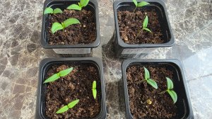 ОБЗОР РАССАДЫ ПЕРЦЕВ 21 ФЕВРАЛЯ 2026.