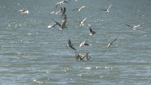 Конец февраля в Сочи, солнечный день после шторма смотреть онлайн