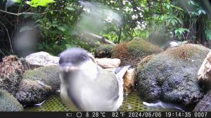 Птицы 06.06.2024