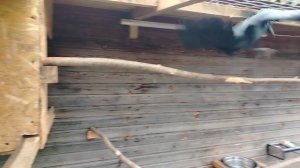 Ворон Гриша 11 ноября, с праздником